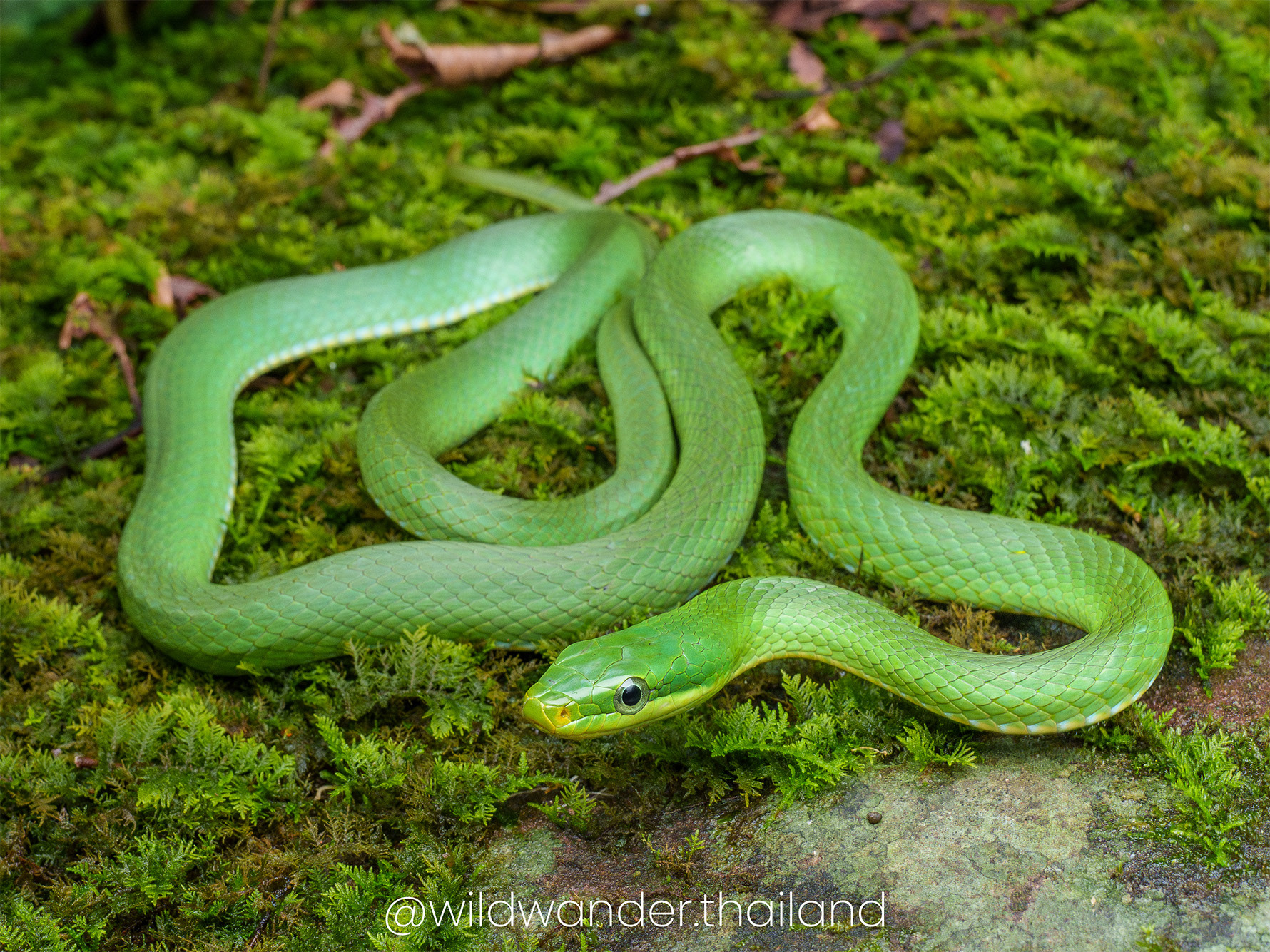 Gonyosoma coeruleum
