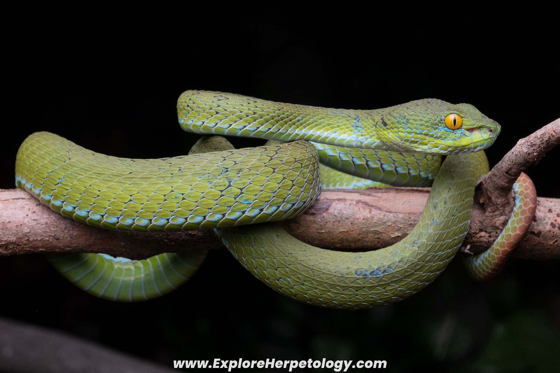 Cryptic green pit viper (Trimeresurus cryptographicus).