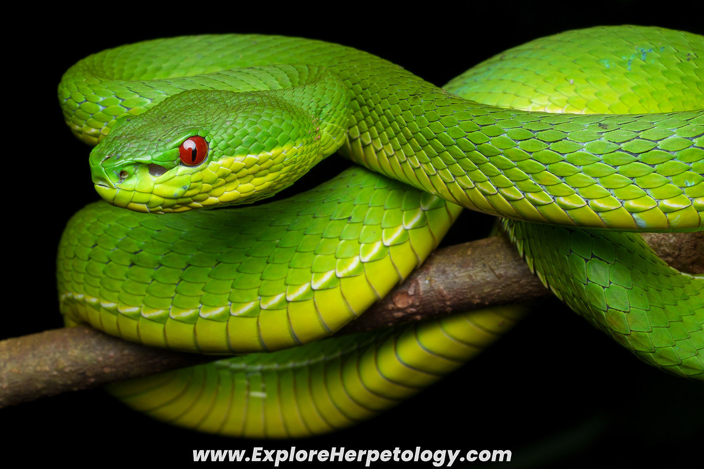 Guoi's pit viper (trimeresurus a. guoi).