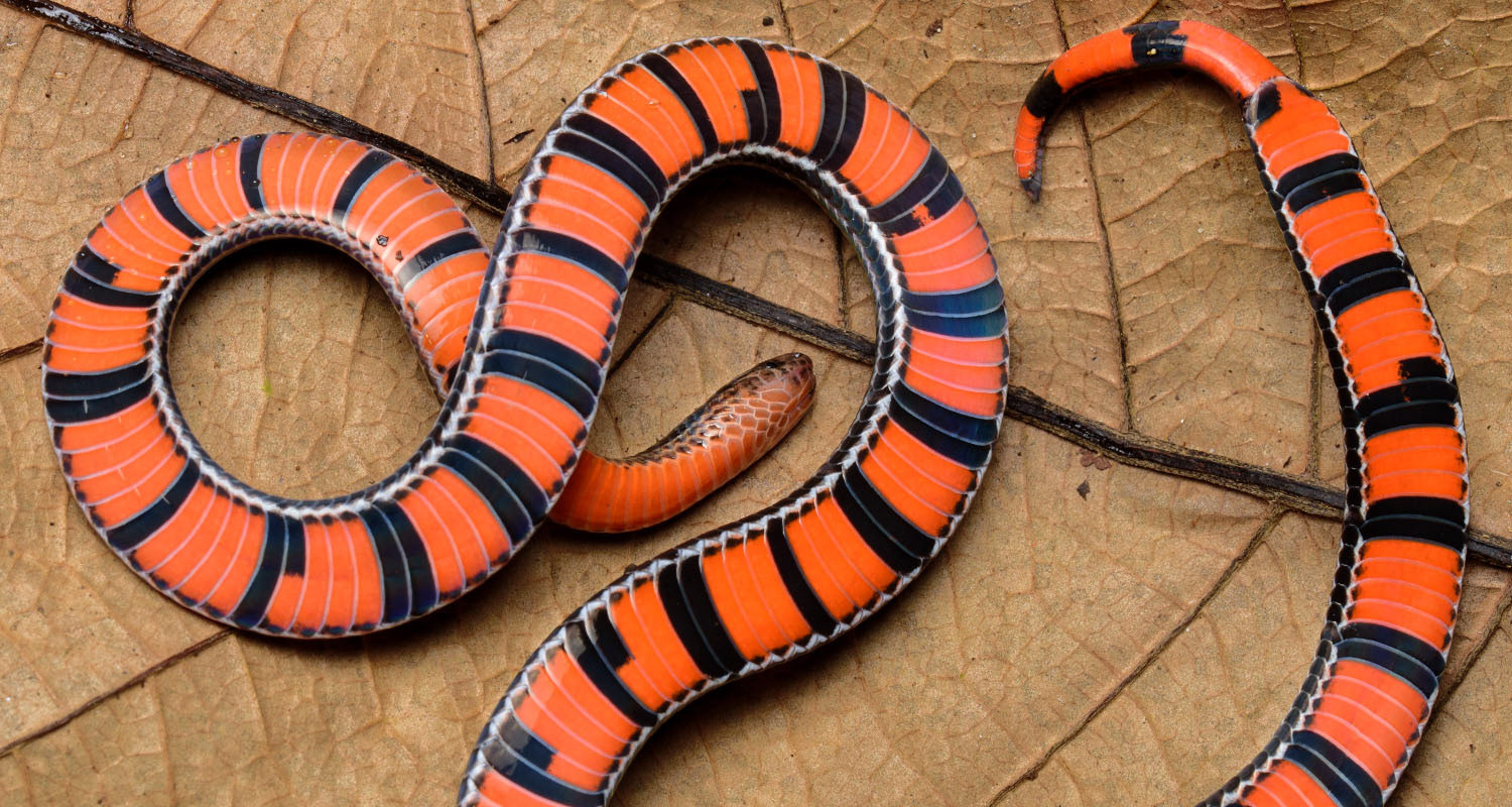Black-striped coral snake (Calliophis nigrotaeniatus) venter.