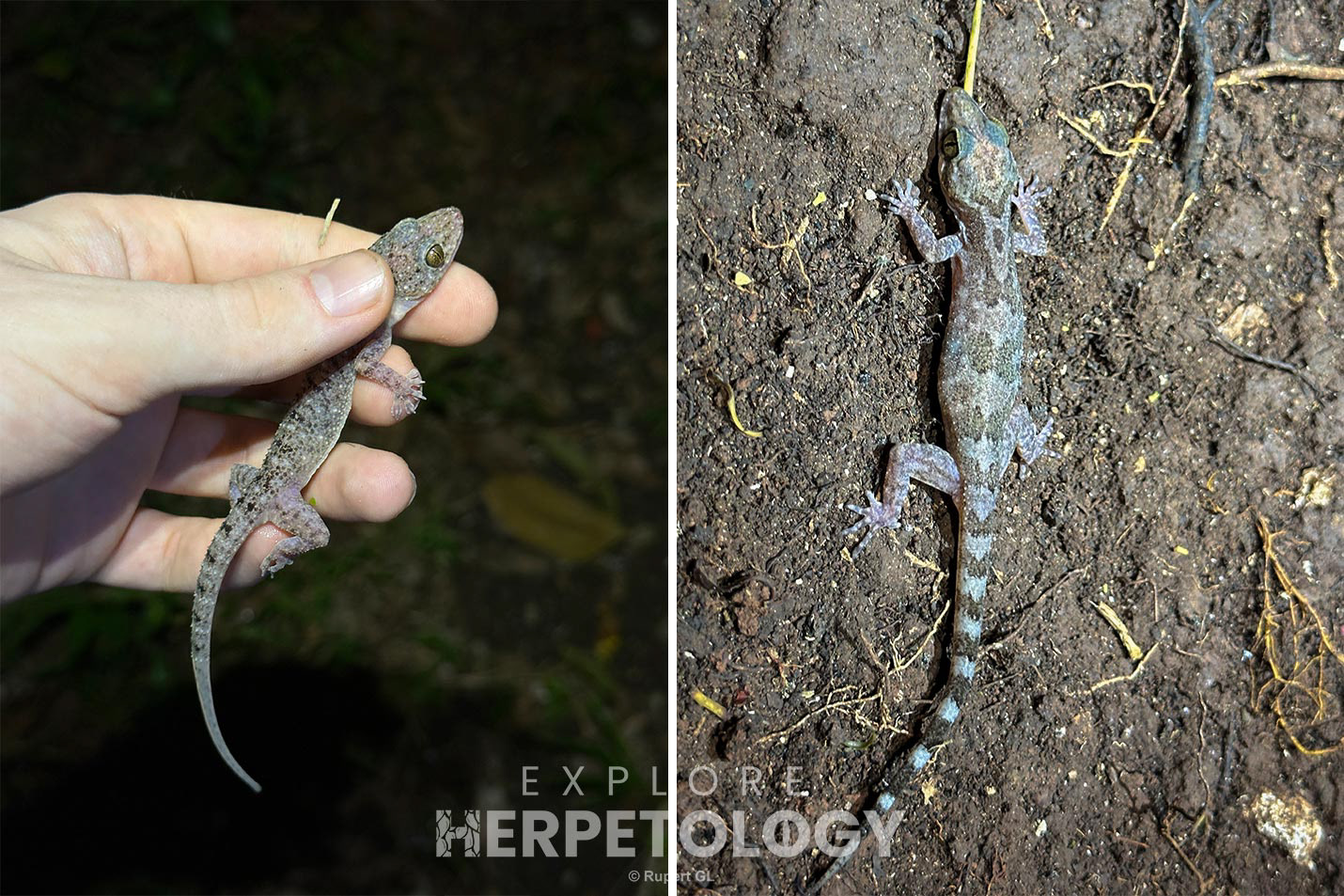 Two unidentified geckos.