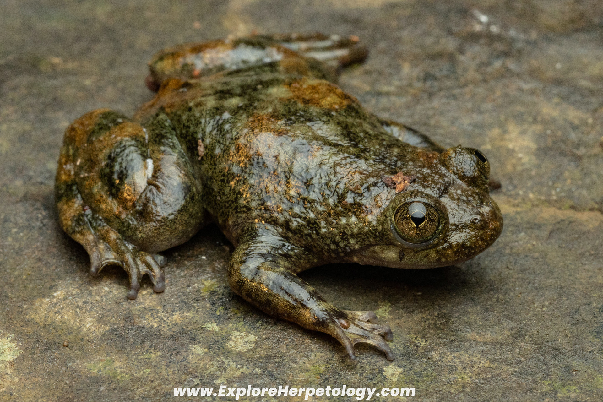 Philippine flat-headed frog (Barbourula busuangensis)