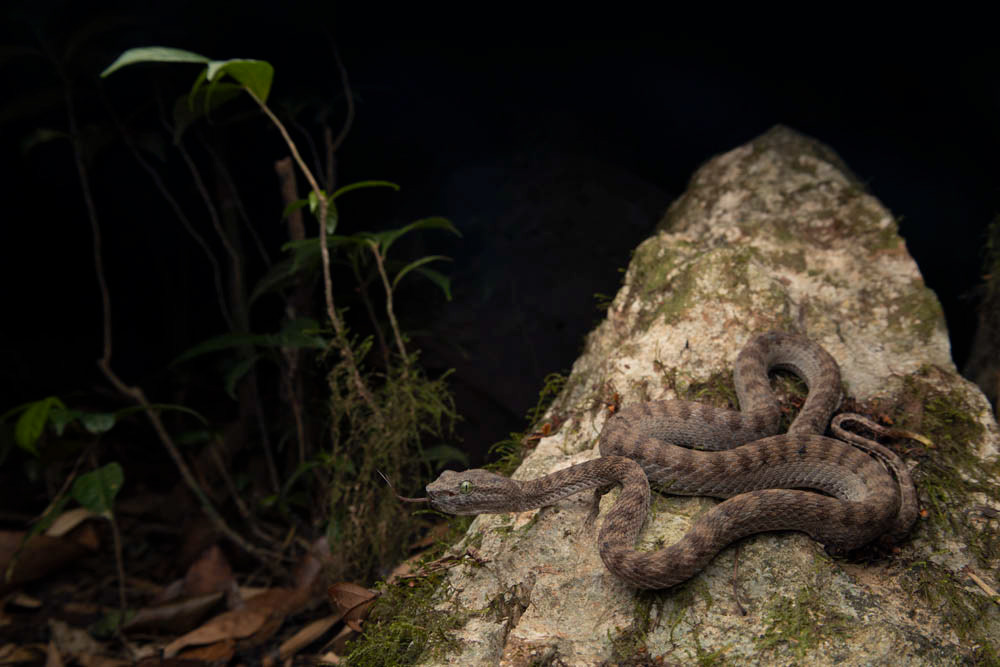 Truong son pit viper (Trimeresurus truongsonensis) from Laos.