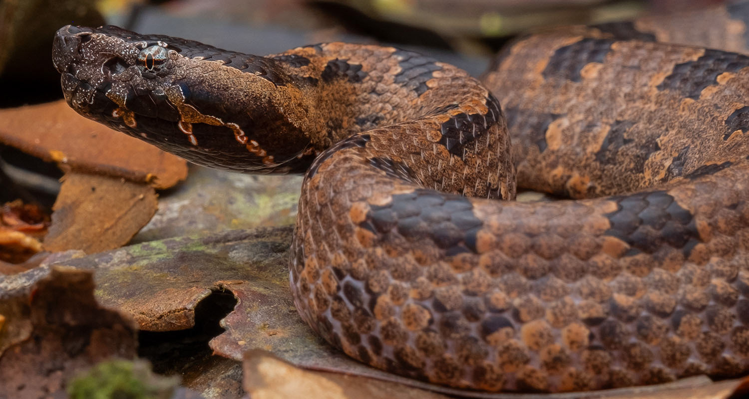 Mountain pit viper (Ovophis convictus).