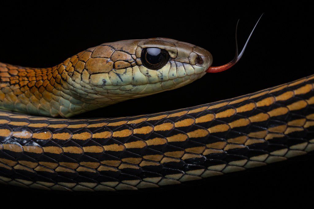 Striped bronzeback (Dendrelaphis caudolineatus)