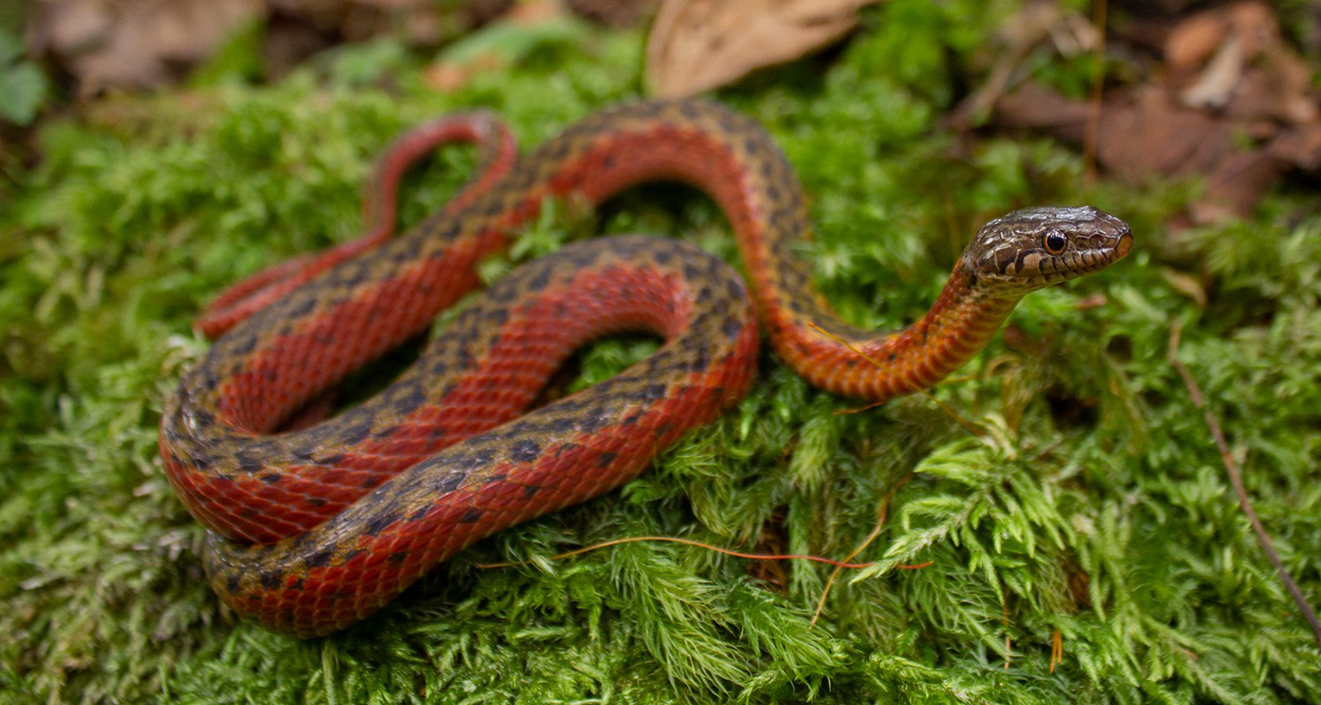 Red-mountain keelback (Hebius sanguineum).