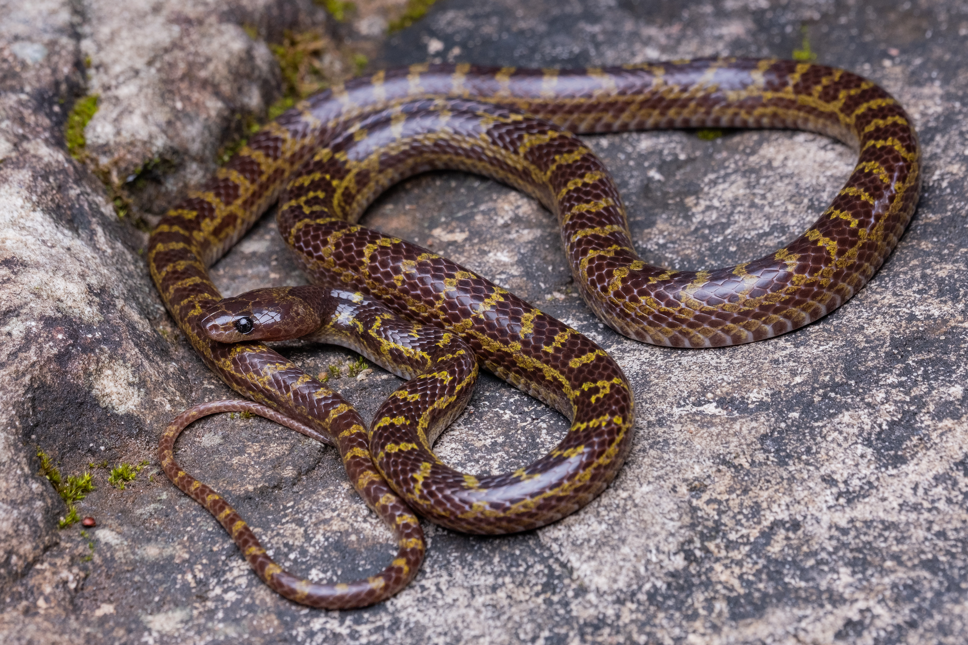 Khammouane wolf snake (Lycodon banksi)