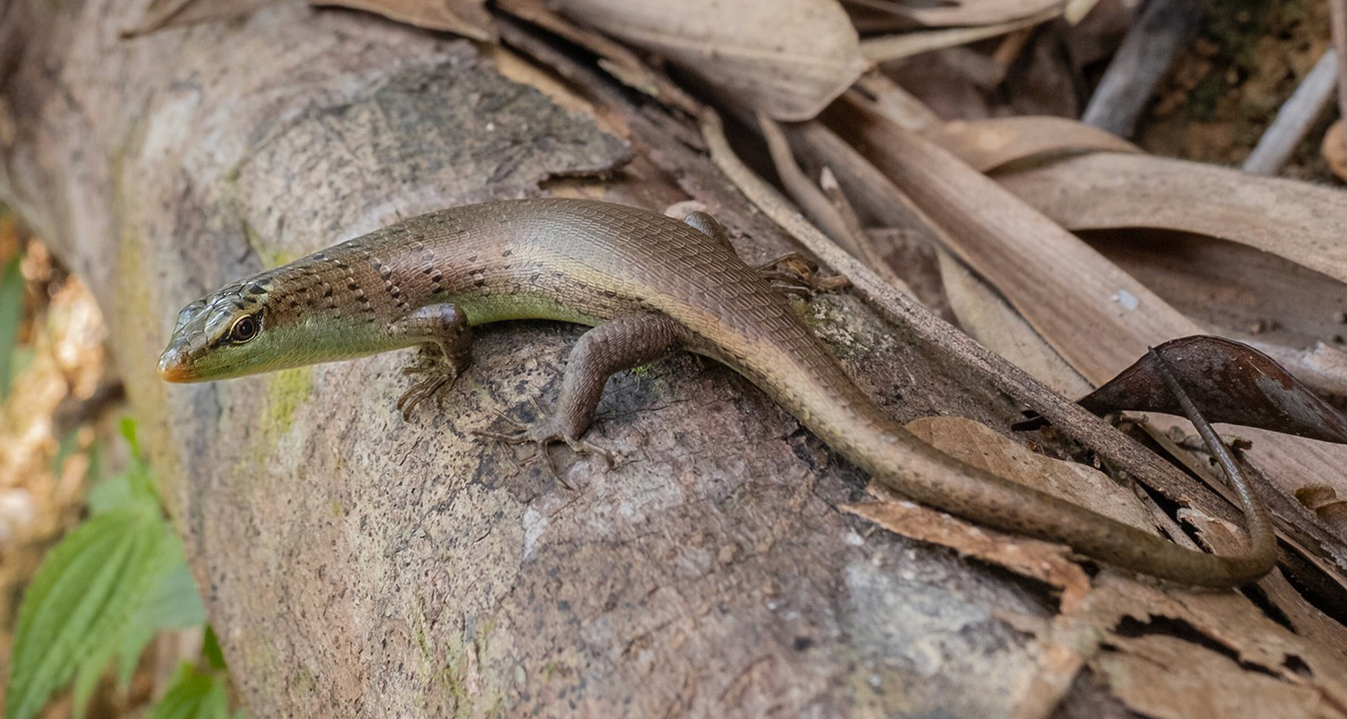 Olive tree skink (Dasia olivacea).
