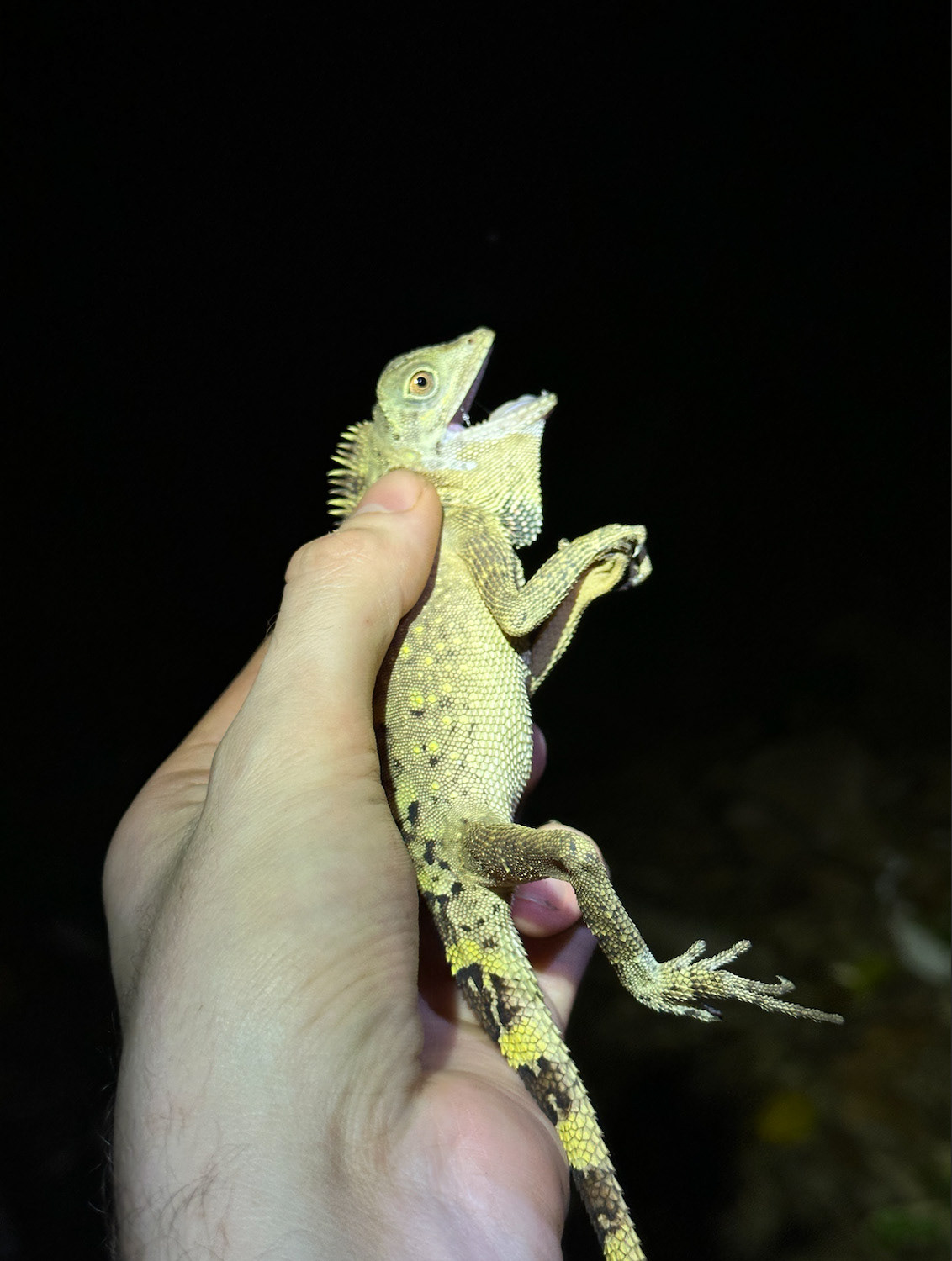 Bell's angle-headed lizard (Gonocephalus belli).