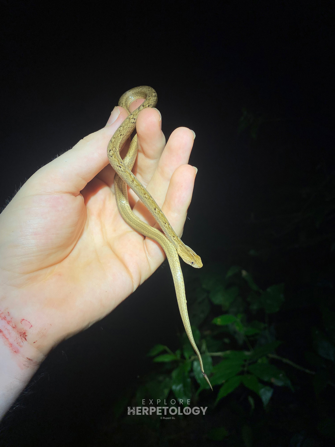 Mock viper (Psammodynastes pulverulentus).