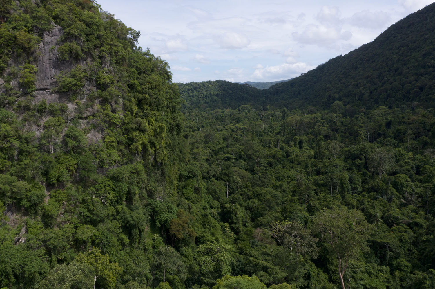 Lowland forest filled with snakes.