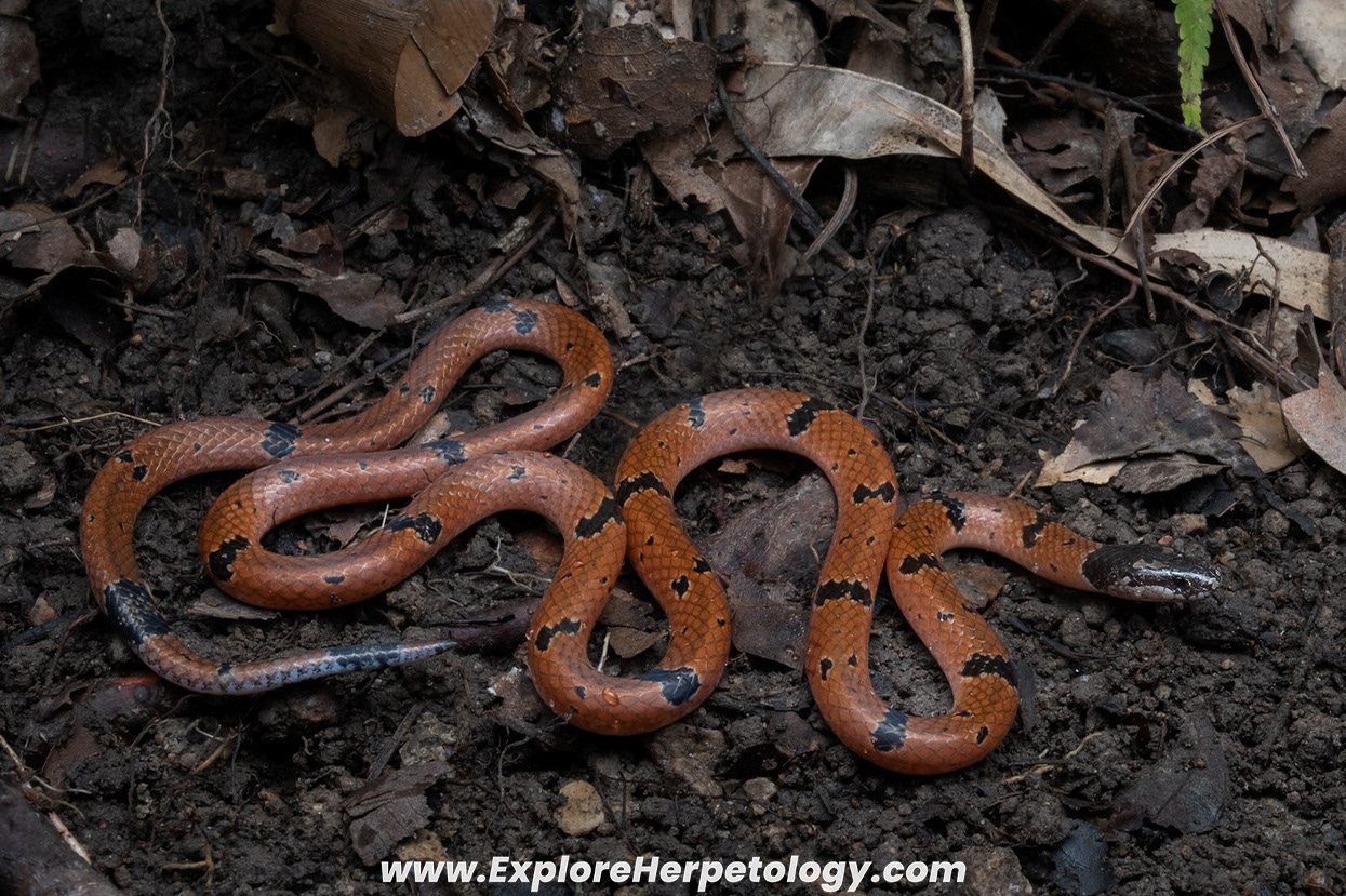 Small-spotted coral snake (Calliophis maculiceps).