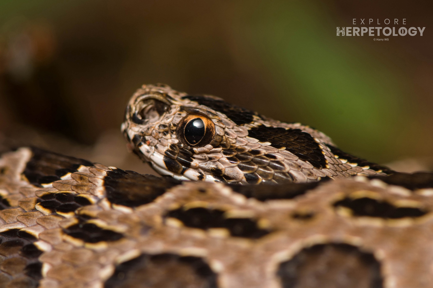 Siamese Russell’s viper (Daboia siamensis).
