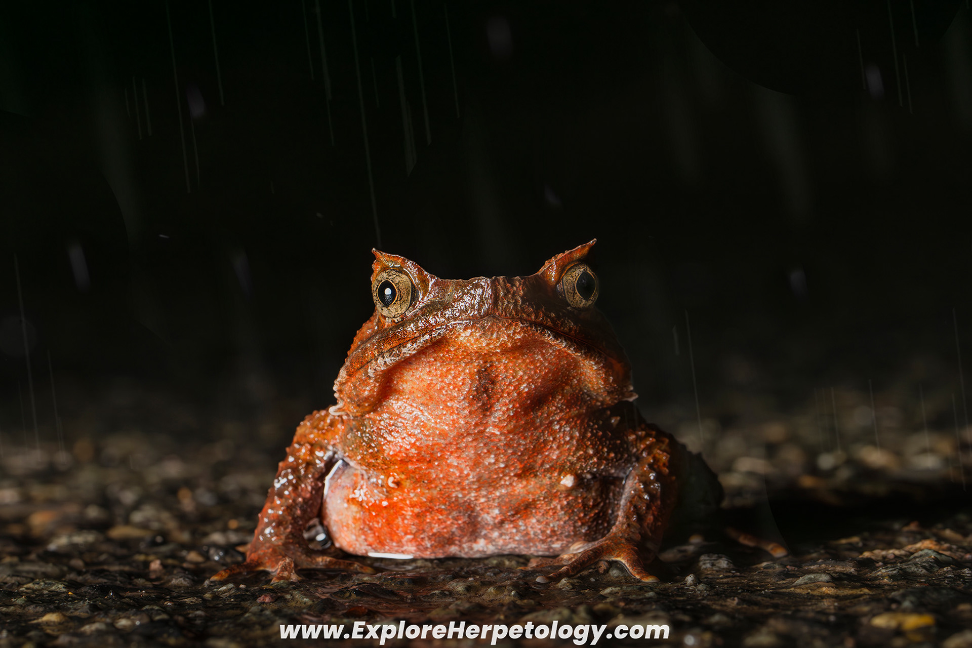 Sumatran horned frog (Megophrys parallela)