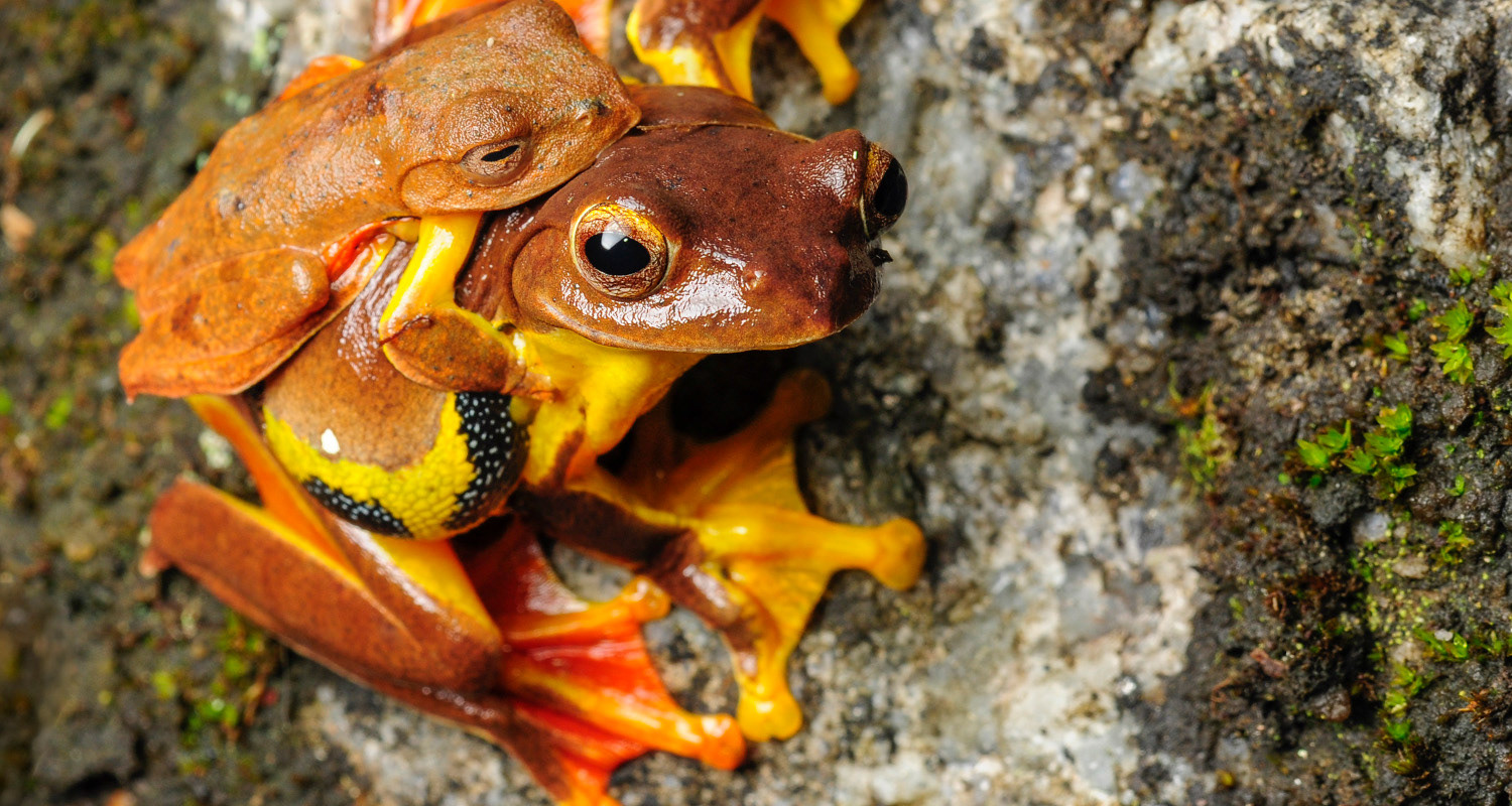 Twin-spotted flying frog (Rhacophorus rhodopus).
