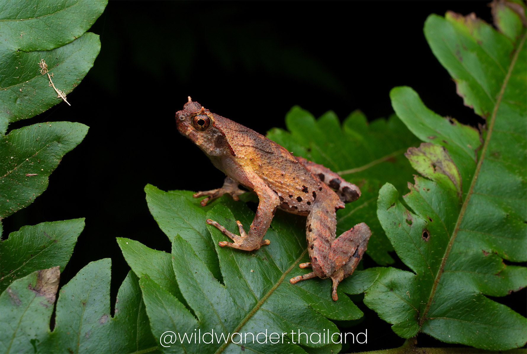 Orphryophryne pachyproctus