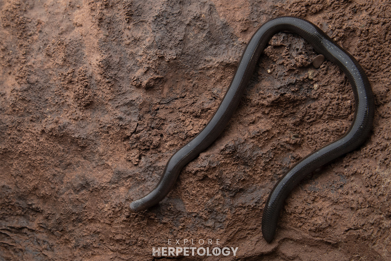 Diard's blind snake (Argyrophis diardi)