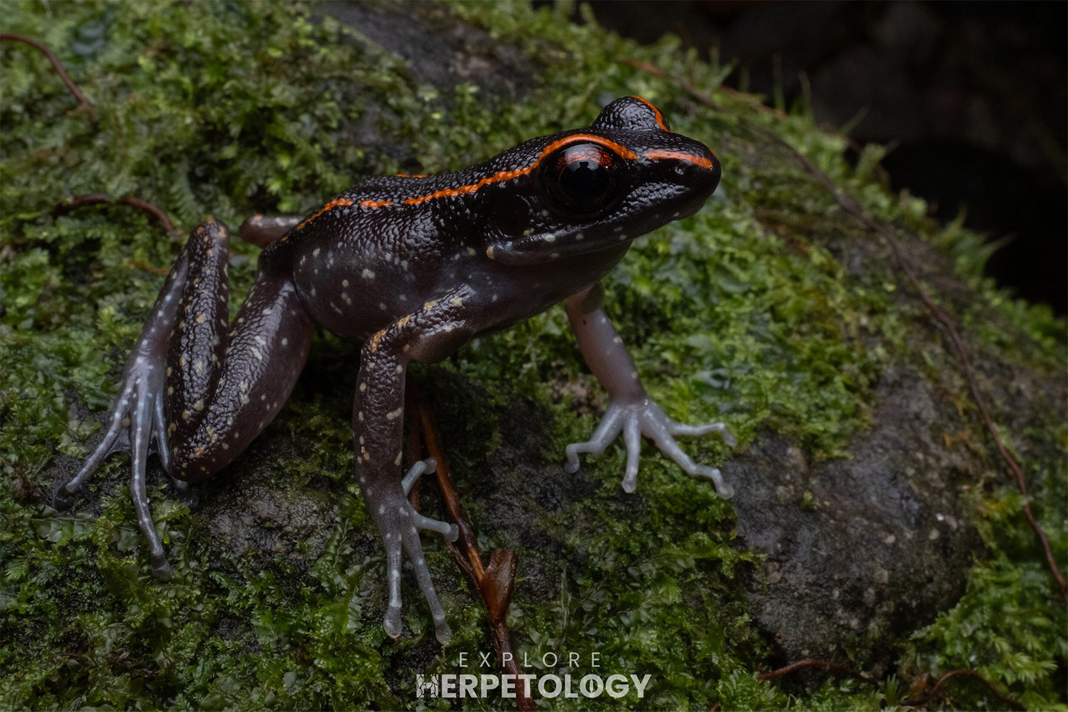 Splendid stream frog (Pulchrana fantastica)