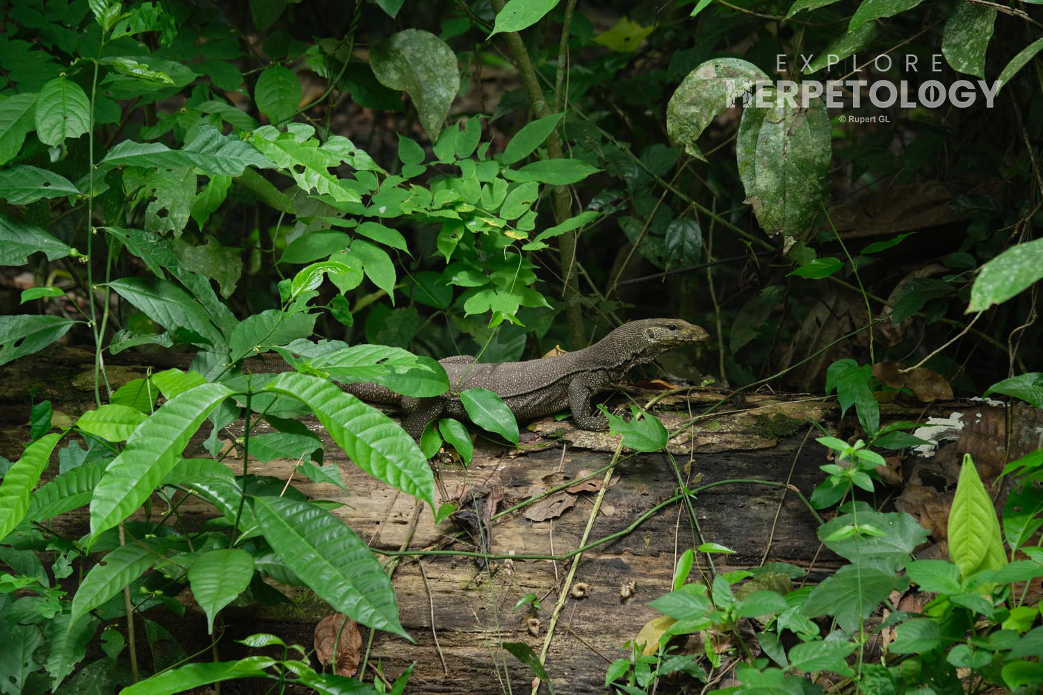 Clouded monitor (Varanus nebulosus)
