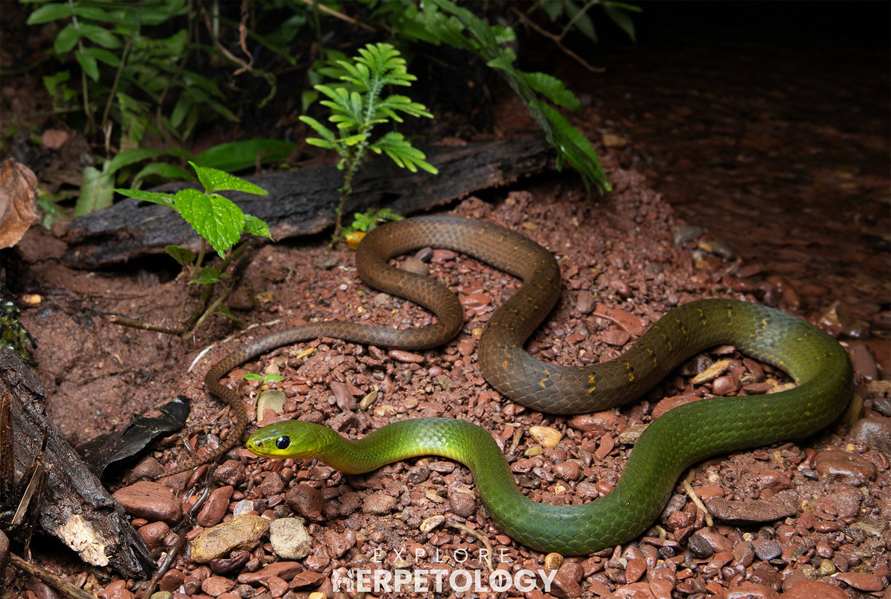 Ptyas multicinctus