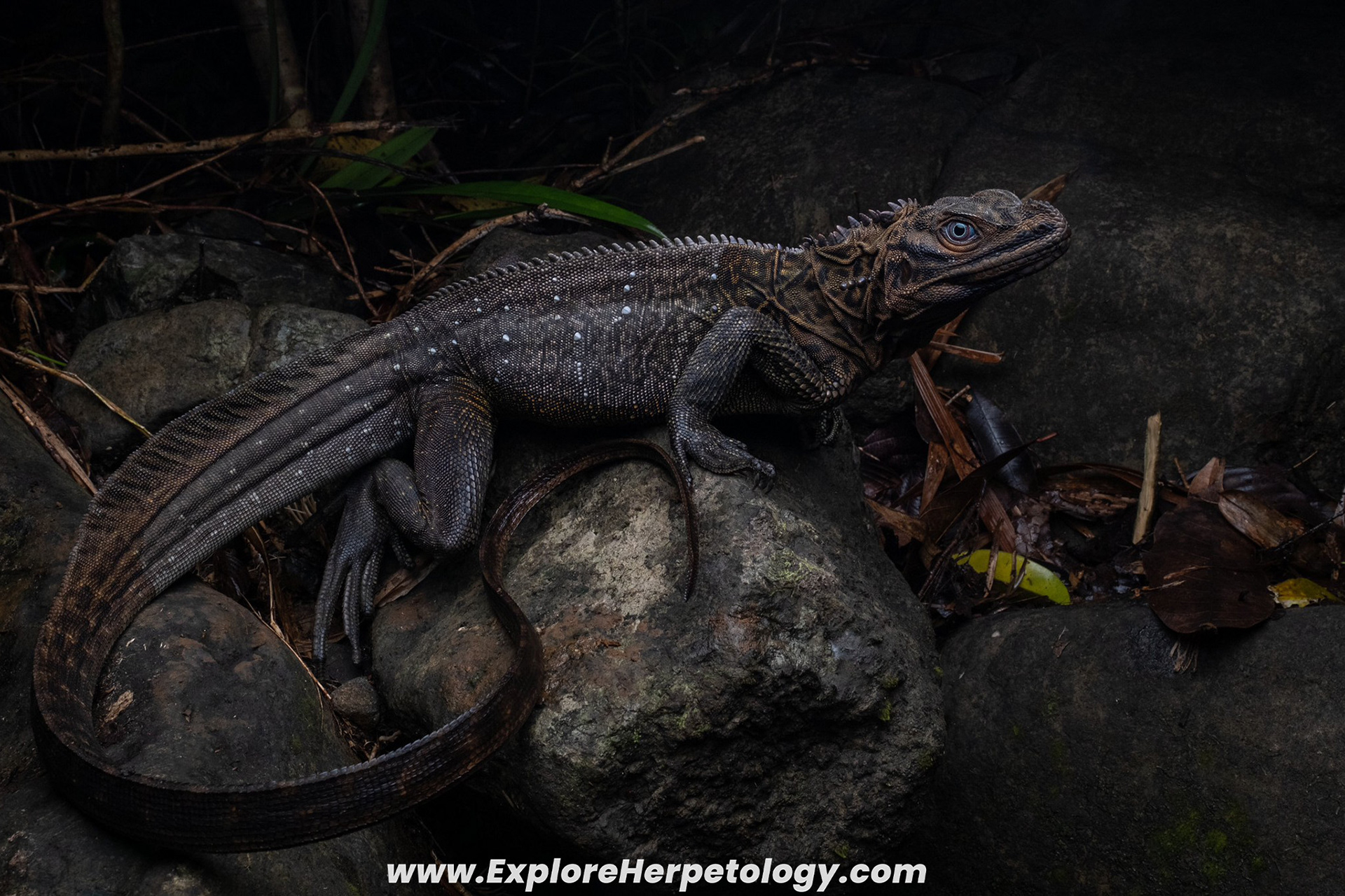 Philippine sailfin dragon (Hydrosaurus pustulatus)