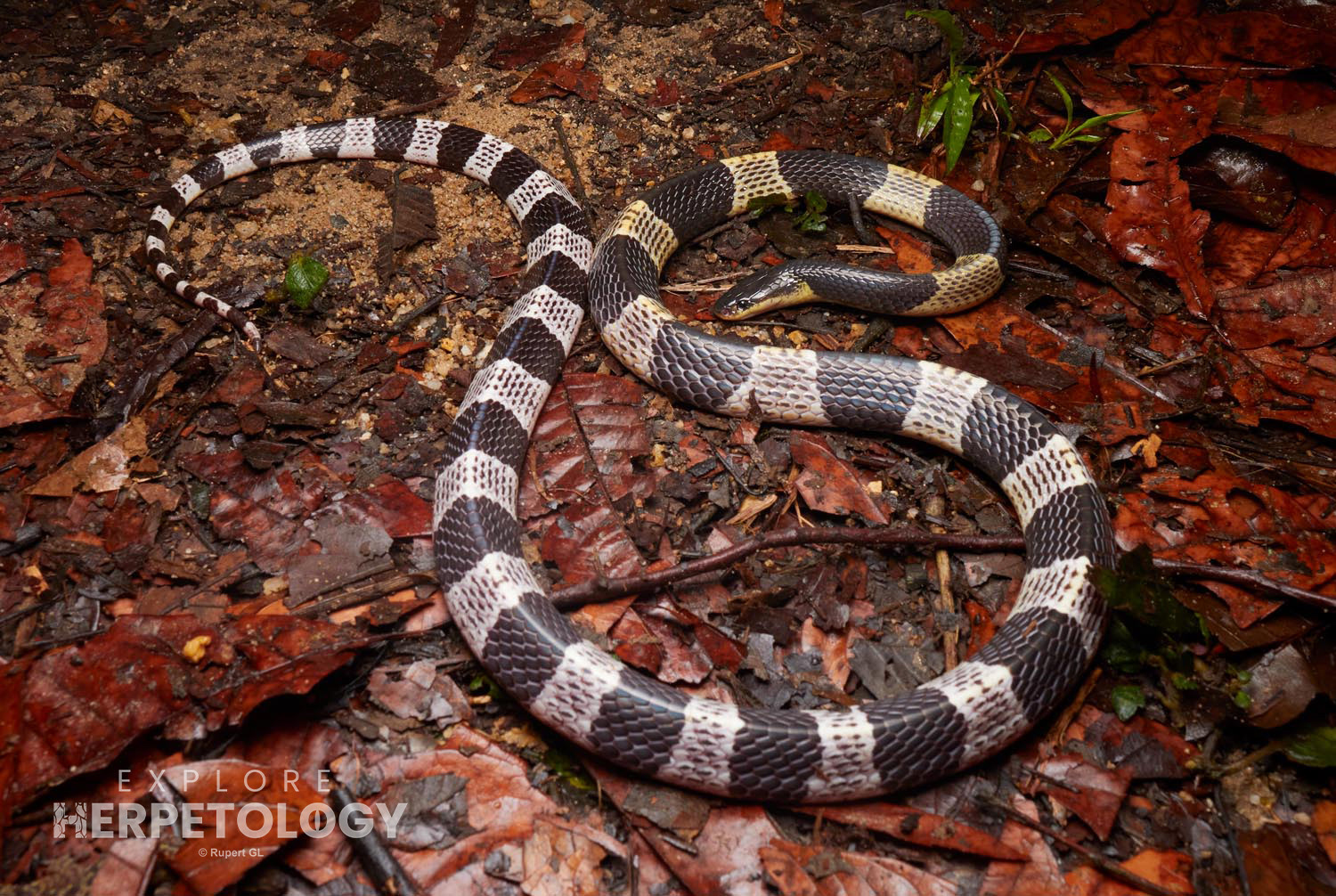 Malayan krait (Bungarus candidus agg.)