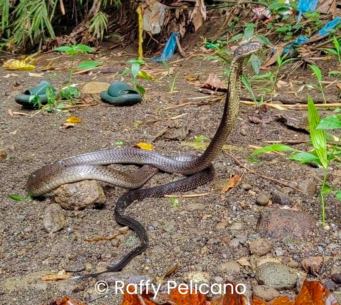 Mindanao king cobra (Ophiophagus sp.)