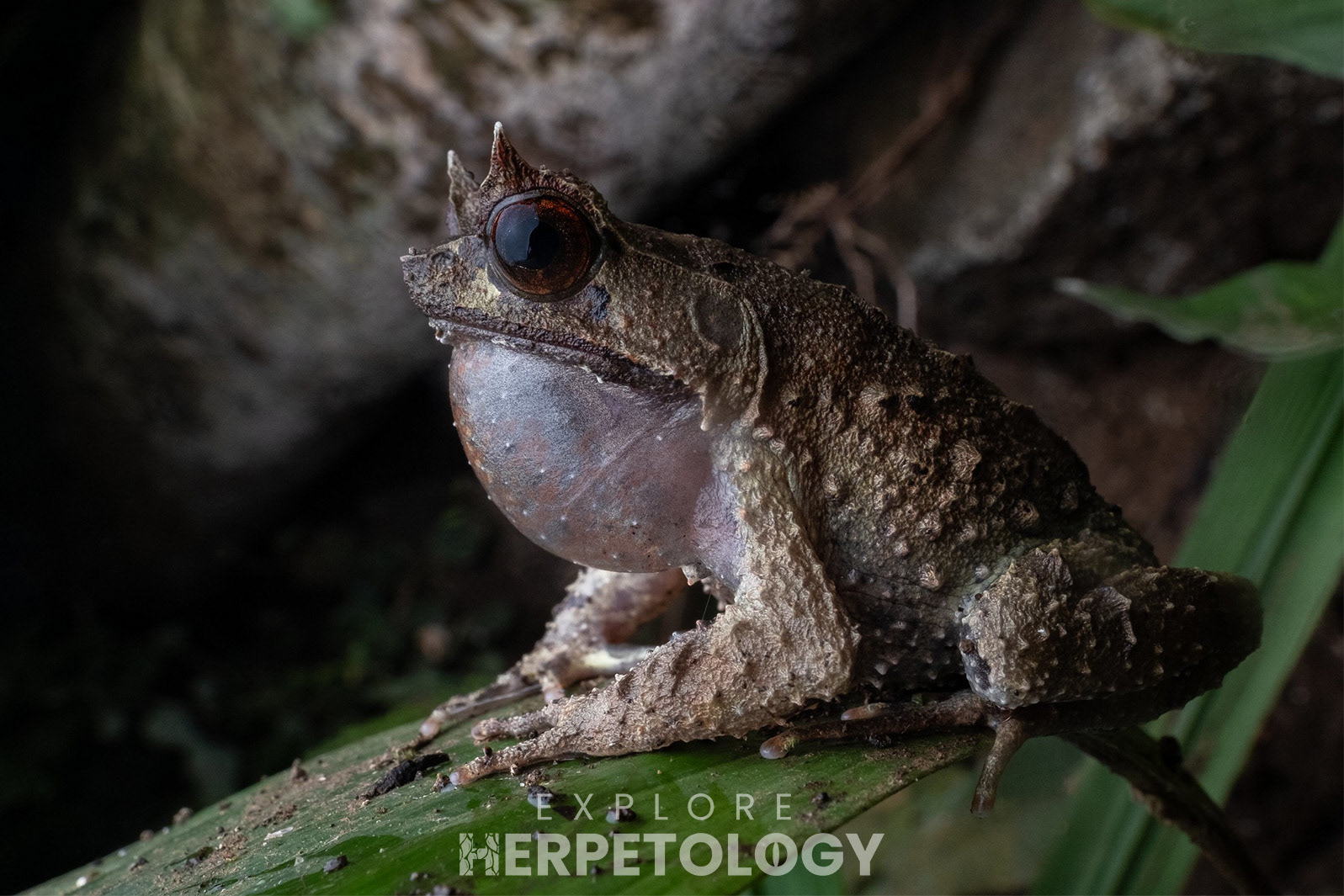 Mindanao horned frog (Pelobatrachus stejnegeri).
