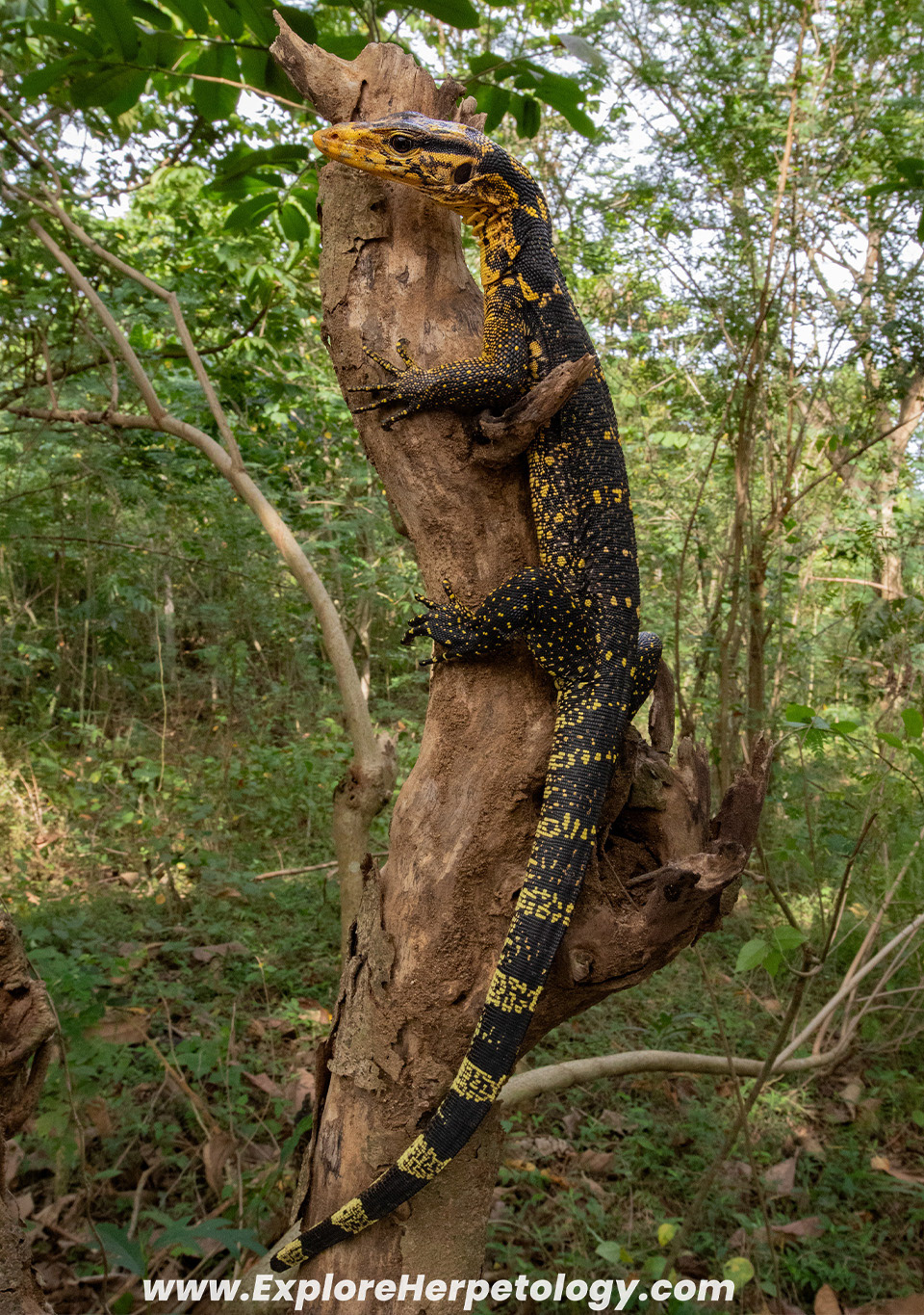 Mindanao yellow-headed monitor (Varanus cumingi).
