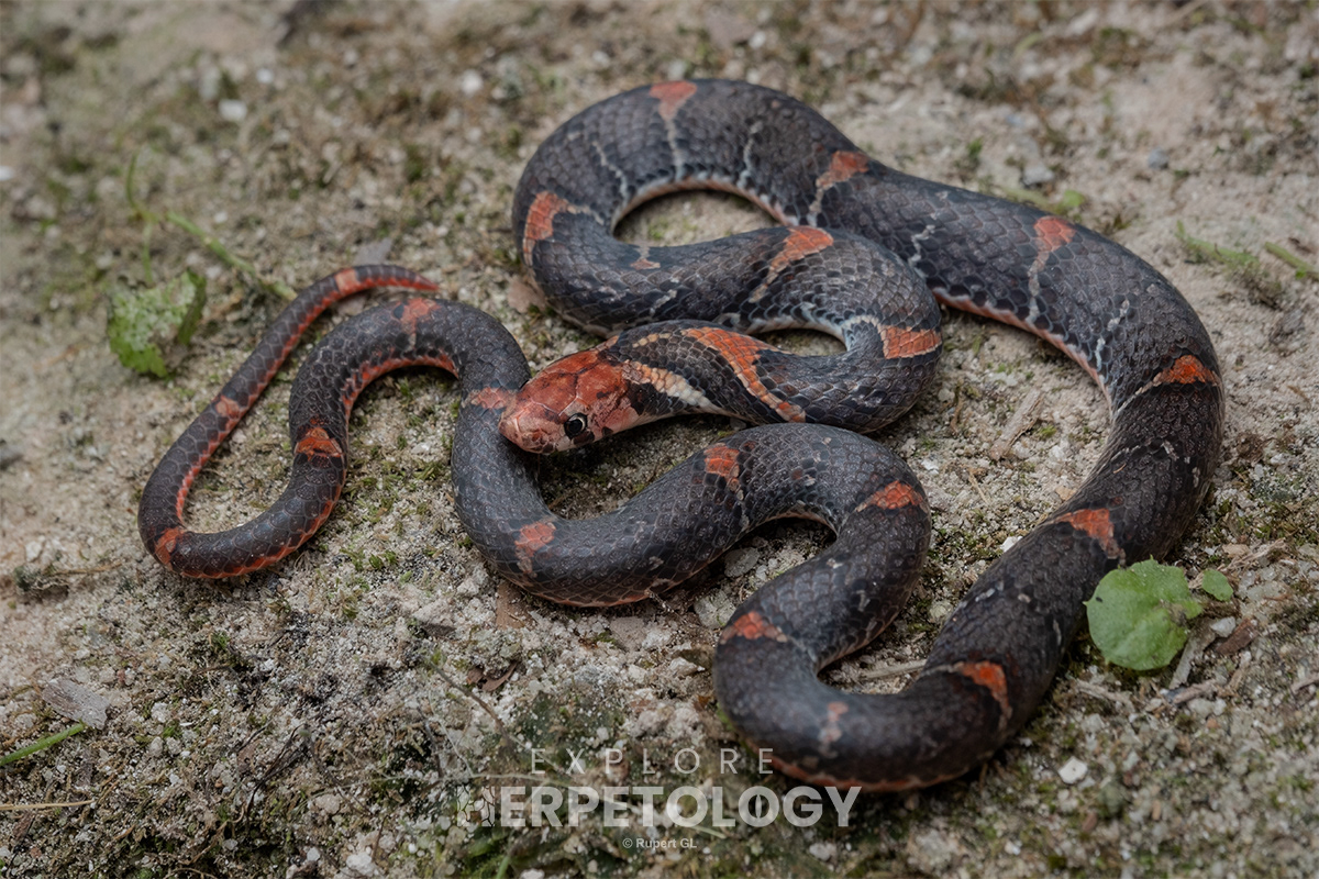 Rusty-barred kukri snake (Oligodon signatus).