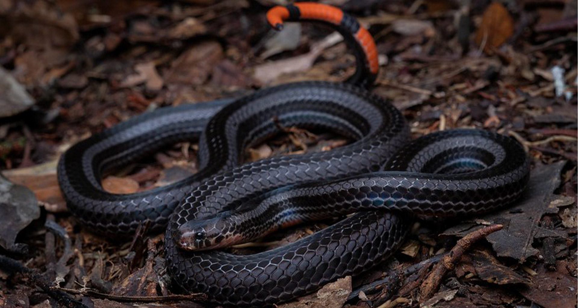 Black-striped coral snake (Calliophis nigrotaeniatus)