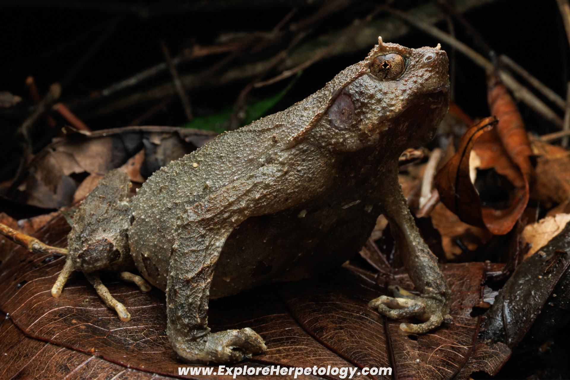 Narrow-headed horned frog (Orphryophryne microstoma).