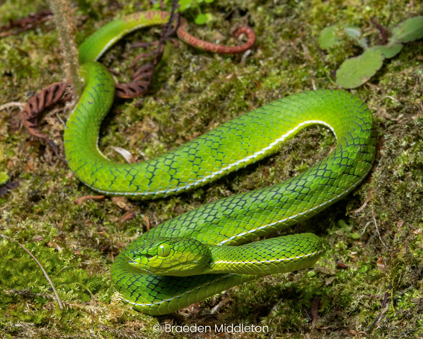 The largest of the 5 Gunalen's pit vipers (Trimeresurus gunaleni) seen.