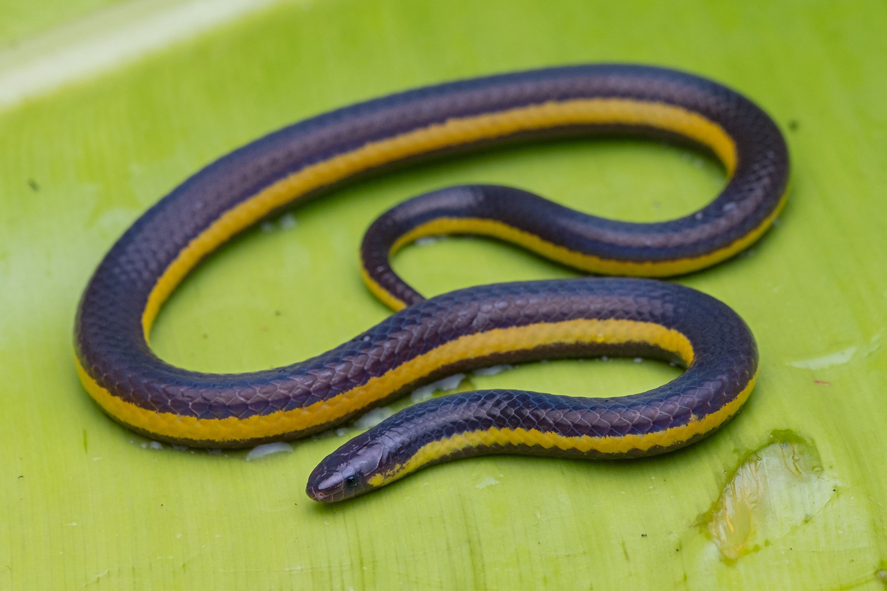 White-sided reed snake (Calamaria lateralis).