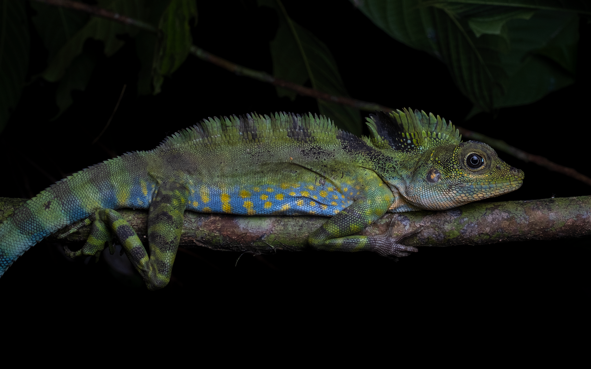 Great angle-headed lizard (Gonocephalus grandis)