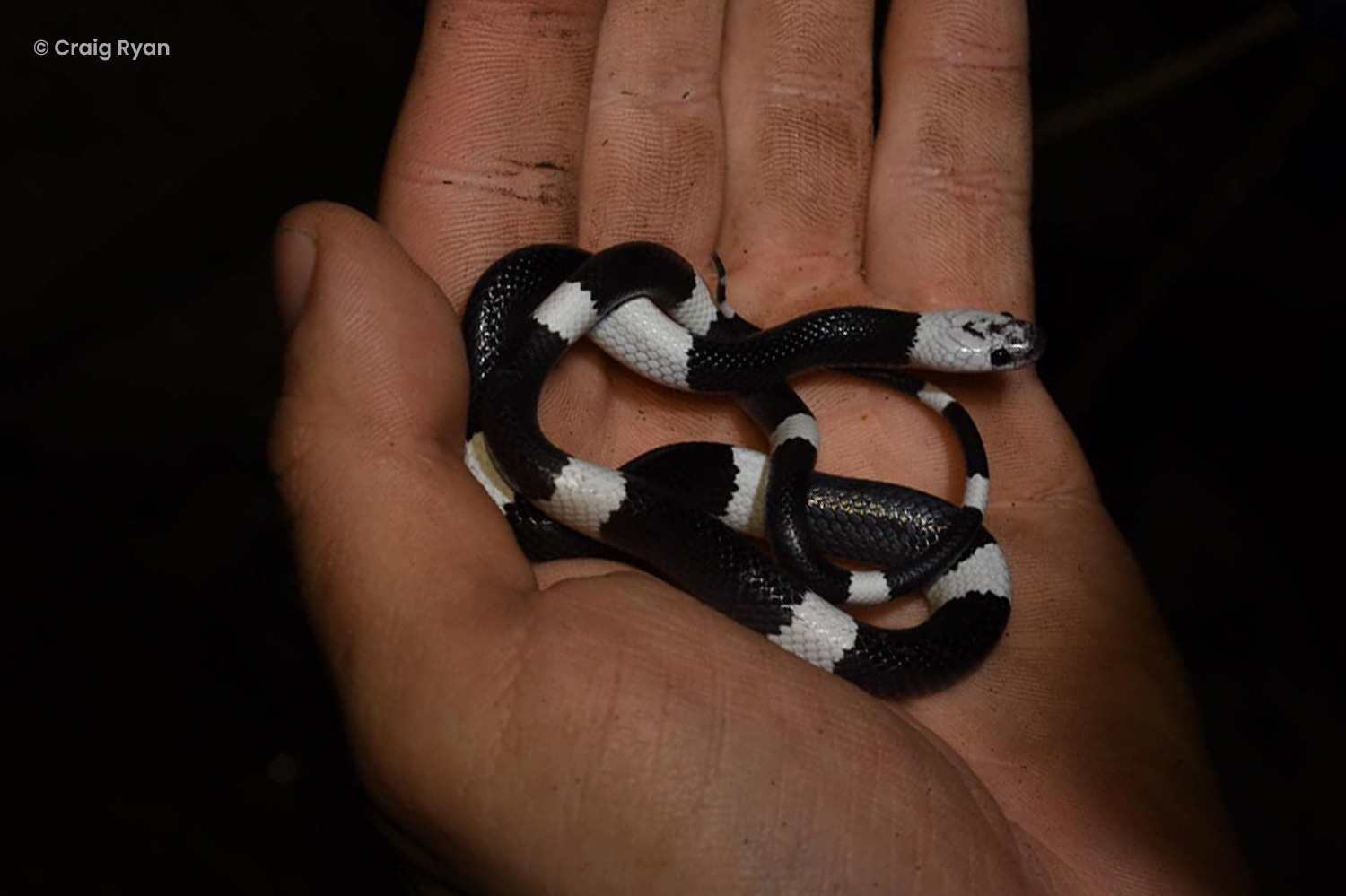 Juvenile Malayan banded wolf snake (Lycodon subcinctus).