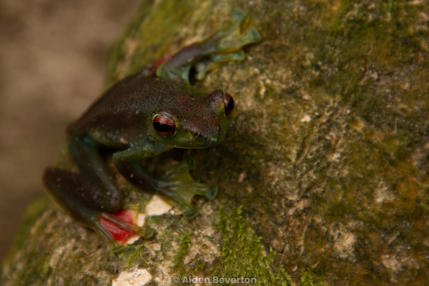 Johor flying frog (Zhangixalus prominanus).