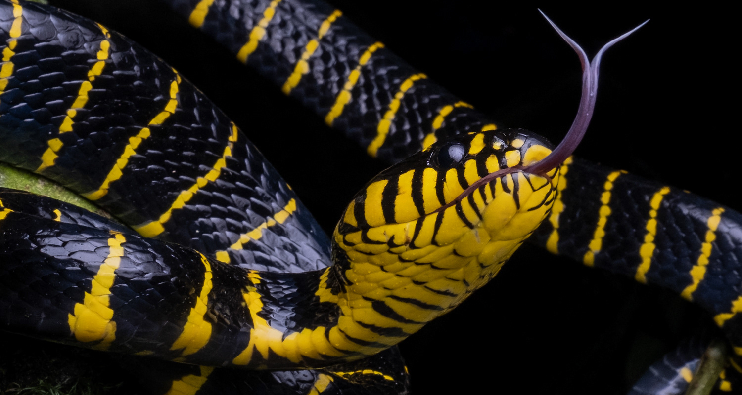 Many-banded mangrove cat snake (Boiga dendrophila annectens).
