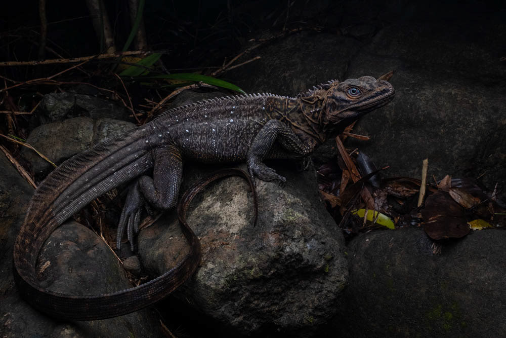 Sailfin dragon (Hydrosaurus postulates) from the Philippines.