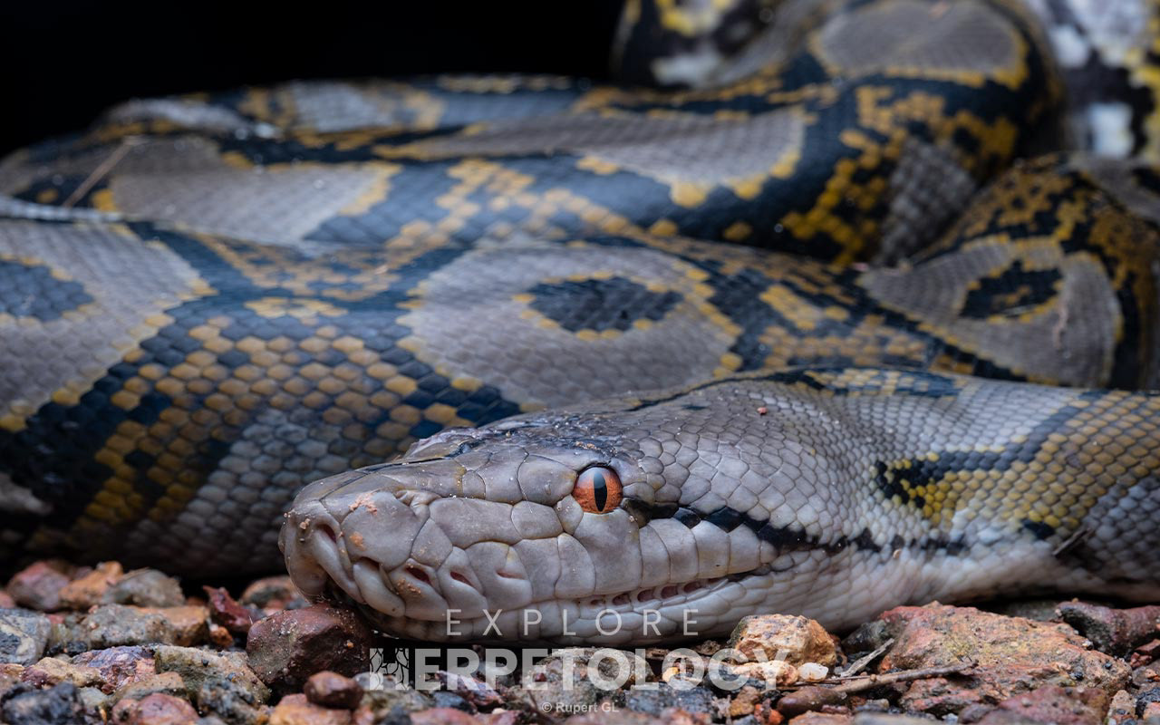 Reticulated python (Malayopython reticulatus)
