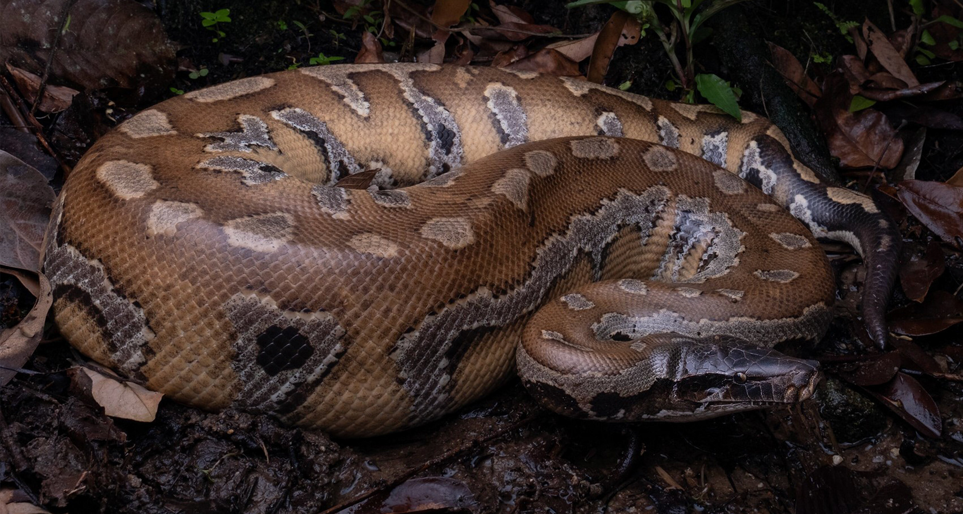Blood python (Python brongersmai).