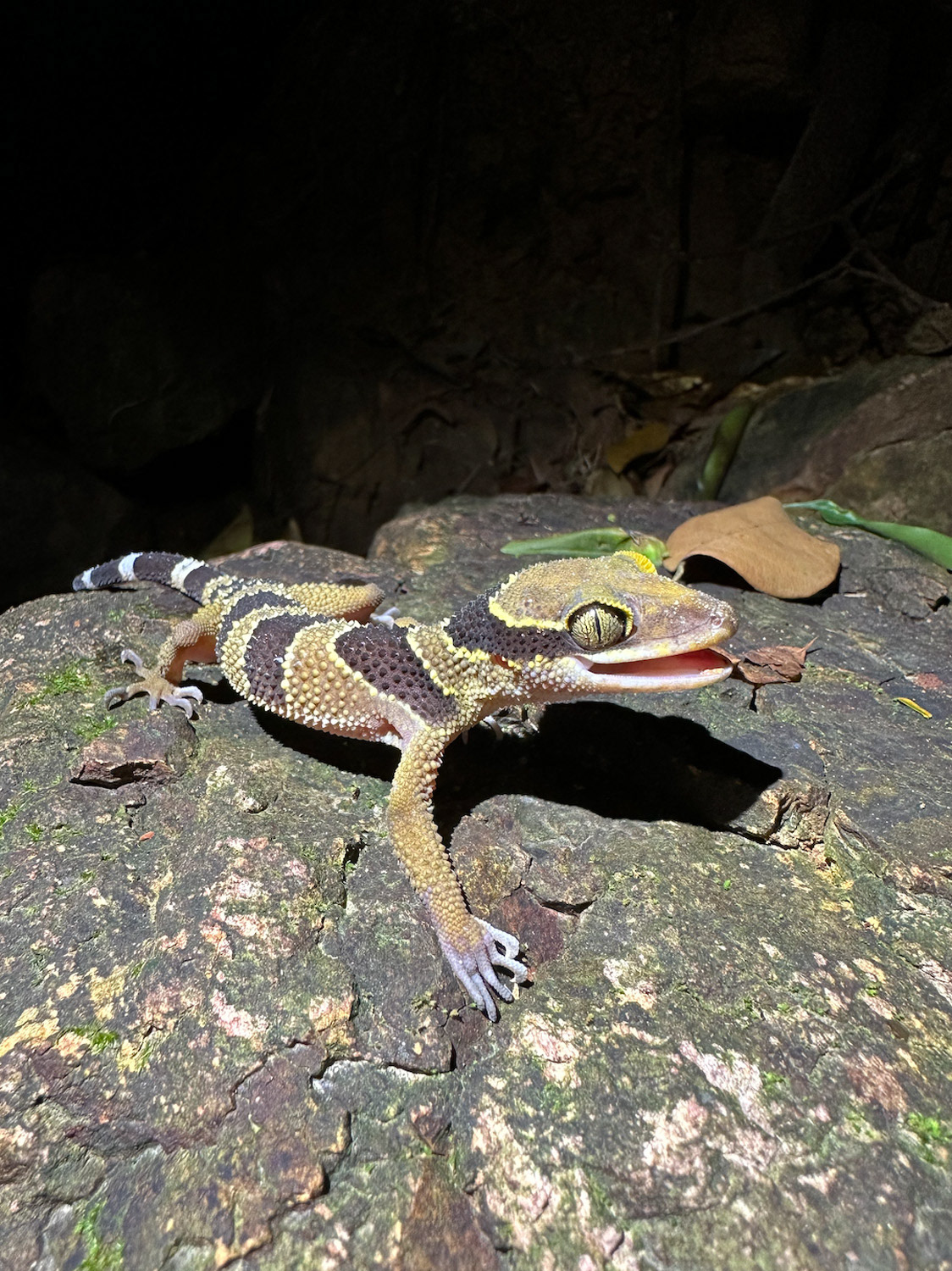 Large-tubercled bent-toed gecko (Cyrtodactylus macrotubercalus).