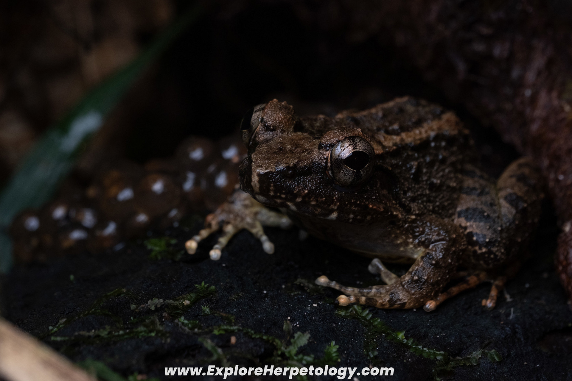 Rabor's forest frog (Platymantis rabori).