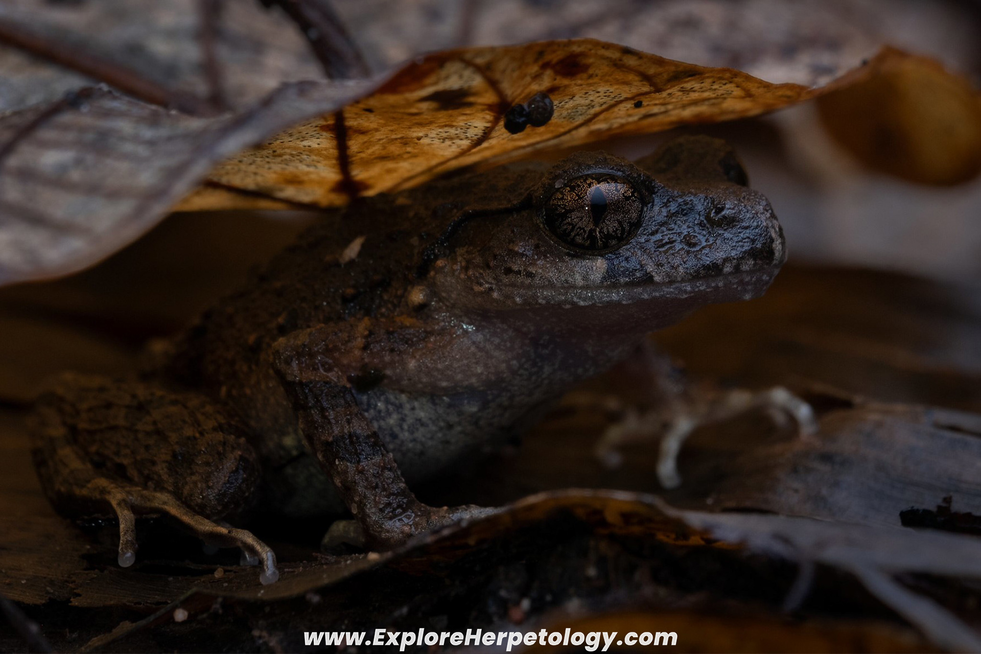 Small litter frog (Leptobrachium minima).