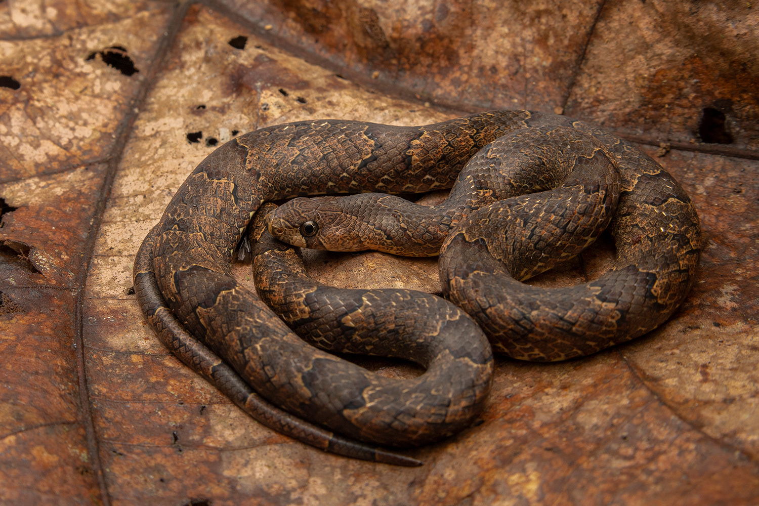Brown kukri snake (Oligodon purpurascens)