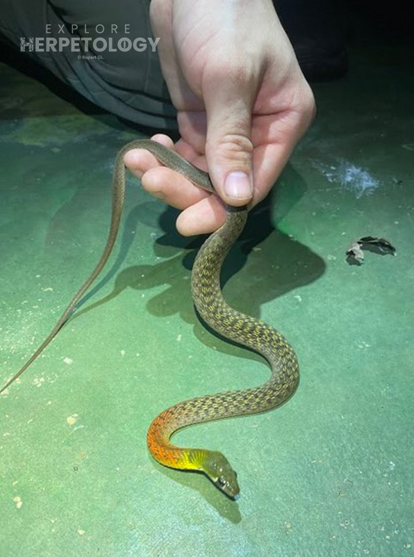 Red-necked keelback (Rhabdophis siamensis).