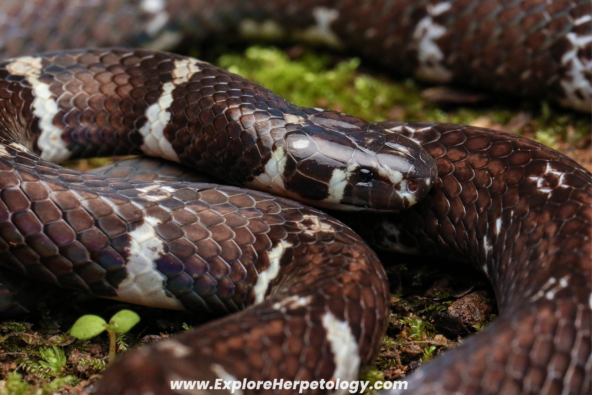 Philippine coral snake (Calliophis philippinus).