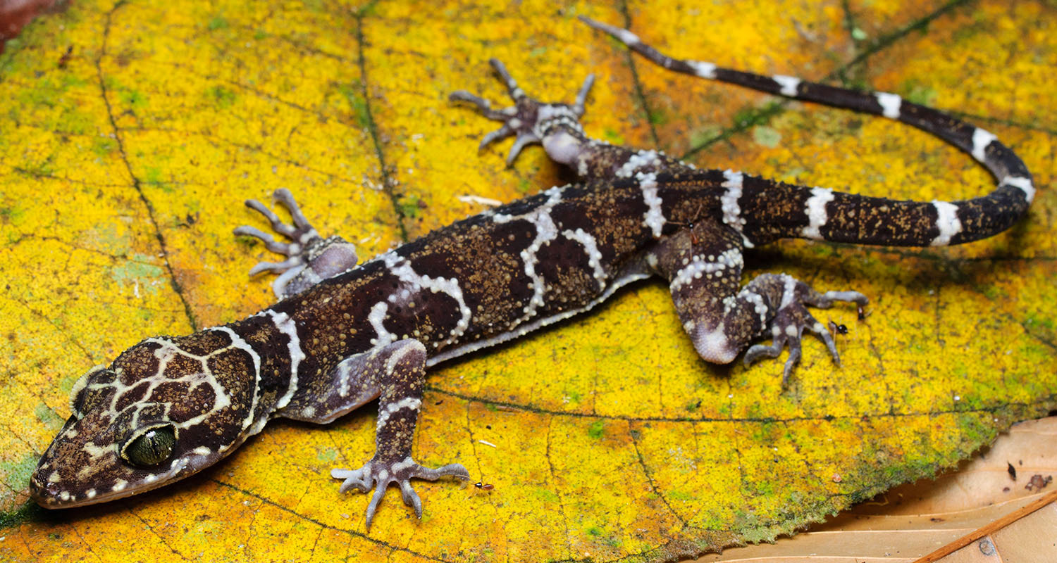 Peter's bent-toed gecko (Cyrtodactylus consobrinus)