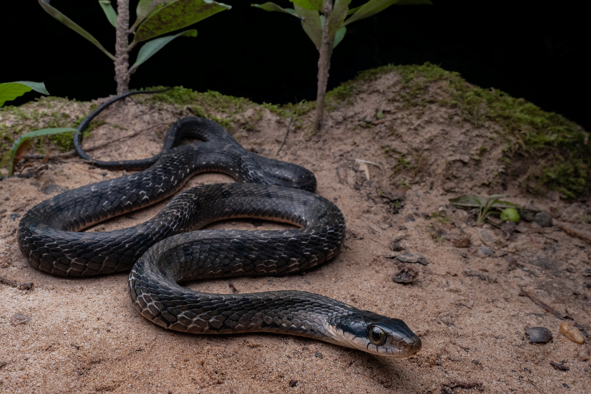 Large-eyed false cobra (Pseudoxenodon macrops)