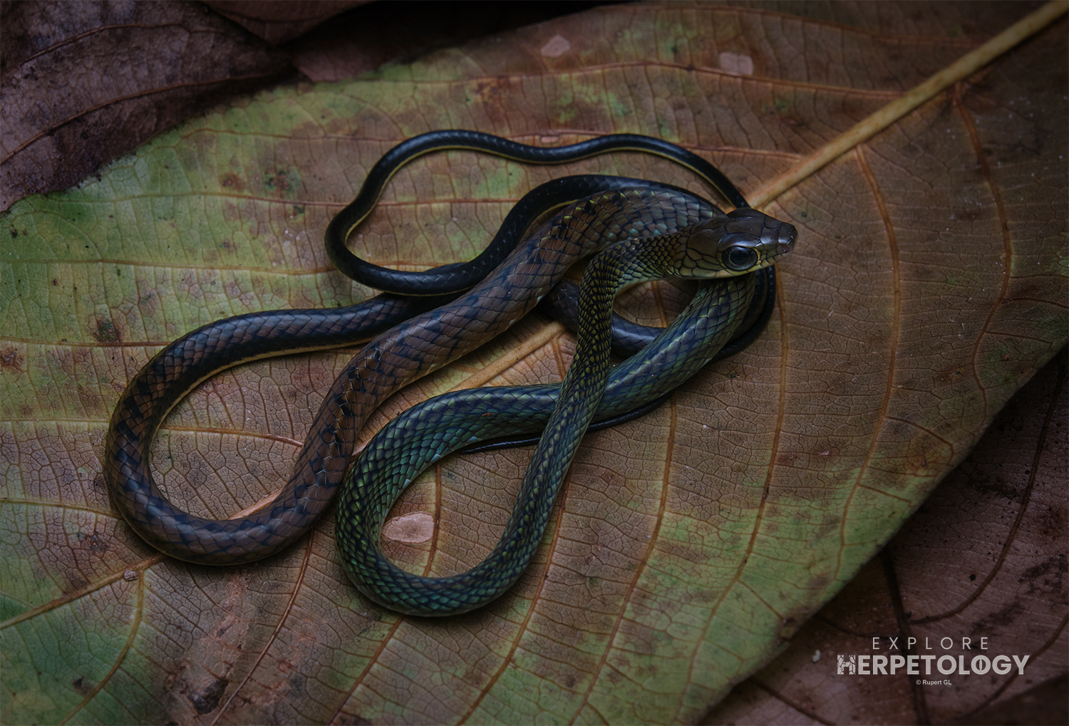 White-bellied rat snake (Ptyas fusca)